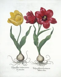 Rød og gul tulipan, fra Hortus Eystettensis, af Basil Besler (1561-1629) pub. 1613 (håndfarvet gravering)