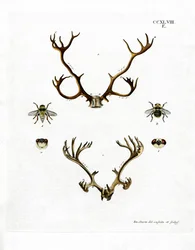 Rensdyrgevirer (farvet gravering)