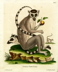 Ringhalelemur (farvet gravering)