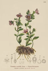 Klippe Speedwell (Veronica saxatilis)