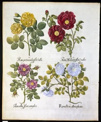 Roser, tallerken 96 fra Hortus Eystettemsis af Basil Besler (1561-1629) pub i 1613 (håndfarvet gravering)