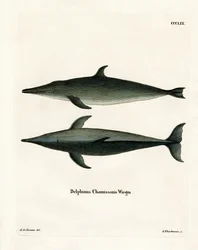 Rutandet delfin (farvet indgravering)