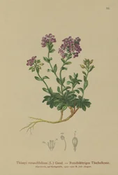 Rundbladet Pennycress (Thlaspi rotundifolium, Noccaea rotundifolia, Thlaspi cepaeifolium subsp. rotundifolium).