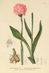 Rundhovedet orkidé (Orchis globosa, Traunsteinera globosa)