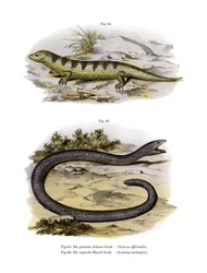 Sandfish Skink (farve litho)