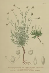 Sandwort (Moehringia glaucovirens, Möhringia glaucovirens, Möhringia glauca, Möhringia glauca, Moehringia glauca, Arenaria glaucovirens)