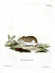 Sandy Mole Rat (farvet gravering)