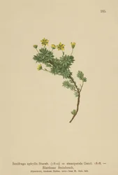 Saxifraga (Saxifraga aphylla, Saxifraga stenopetala)