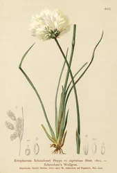 Scheuchzers Bomuldsgræs (Eriophorum Scheuchzeri, Eriophorum capitatum)