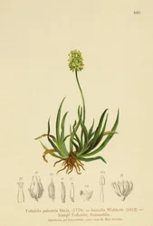 Skotske Asphodel (Tofieldia calyculata, Tofieldia palustris, Tofieldia borealis, Tofieldia pusilla)