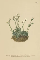 Stenbræk (Saxifraga androsacea)