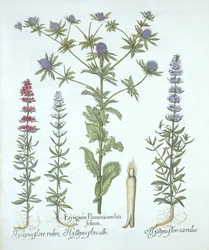 Havkristtorn og tre slags isop, fra Hortus Eystettensis, af Basil Besler (1561-1629), pub. 1613 (håndkoloreret gravering)