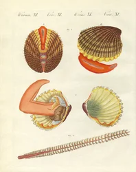 Havdyr (farvet indgravering)