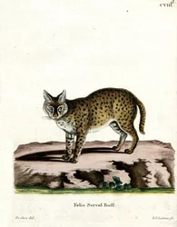 Serval (farvet gravering)