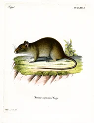 Korthalet bandicootrotte