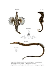 Kort Dragonfish (farve litho)