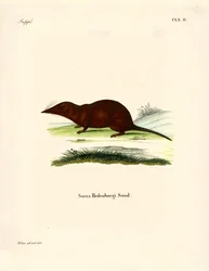 Shrew (farvet gravering)