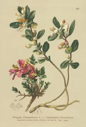Buskagtig mælkeurt (Polygala Chamaebuxus)