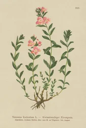 Buskagtig Speedwell (Veronica fruticulosa, Veronica frutescens)