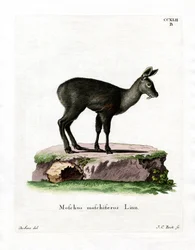 Sibirisk moskushjort (farvet indgravering)