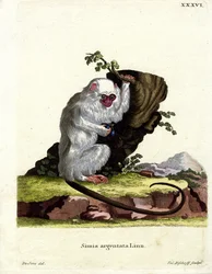 Sølvfarvet marmoset (farvet gravering)