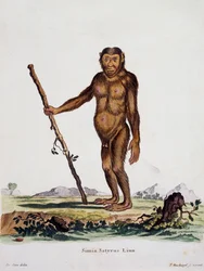 Simia satyrus, fra Pattedyr illustreret fra Nature med beskrivelser, af Johann Christian Daniel von Schreber (1739-1810), gravering af I Nusbiegel efter tegning af De Seve, Tyskland