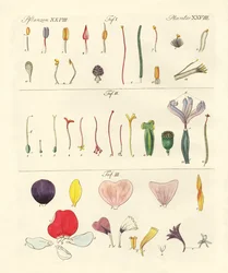 Enkelte blomsterdele