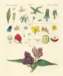 Enkelte blomsterdele