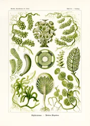 Siphoneae, 1899-1904