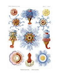 Siphonophorae, 1899-1904