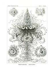Siphonophorae, 1899-1904