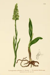 Lille hvid orkidé (Satyrium albidum, Coeloglossum albidum, Leucorchis albida, Bicchia albida, Pseudorchis albida).