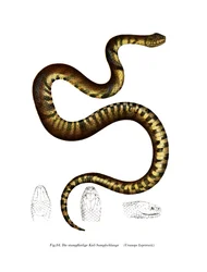 Slange (farve litho)