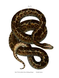 Slange (farve litho)