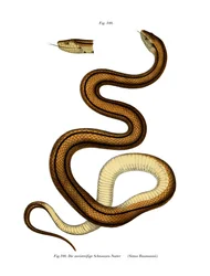 Slange (farve litho)