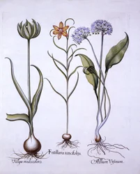 Snakes Head Fritillary, Wild Garlic and Tulip, fra Hortus Eystettensis, af Basil Besler (1561-1629), pub. 1613 (håndfarvet gravering)
