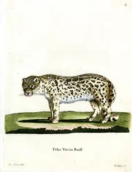 Snow Leopard (farvet gravering)