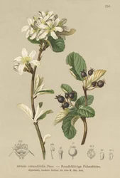 Snehvid Mespilus (Aronia rotundifolia, Amelanchier ovalis)