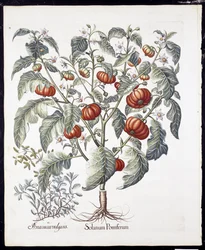 Solanum Pomiferum fra Hortus Eystettensis af Basil Besler (1561-1629) pub 1613 (håndfarvet gravering)