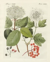 Nogle slags gyldenrose (farvet gravering)