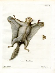 Southern Flying Squirrel (farvet indgravering)