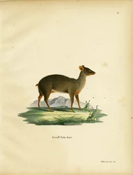 Sydlige Pudu