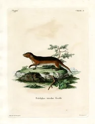 Southern Red-sided Opossum (farvet gravering)