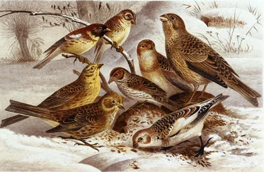 Spurve, tallerken fra "Brehms Tierleben: Allgemeine Kunde des Tierreichs", bind 4, s. 335, udgivet af Bibliographisches Institut
