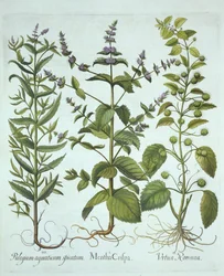 Spearmint, Roman Nettle and Long-Leaved Horsemint, fra Hortus Eystettensis, af Basil Besler (1561-1629), pub. 1613 (håndkoloreret gravering)