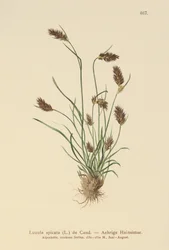 Spiddet skovbrynje (Luzula spicata)
