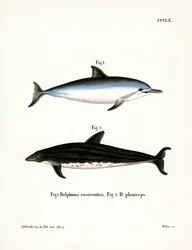 Spinner Dolphin (farvet gravering)