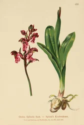 Spitzel