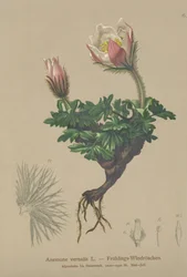 Forårsanemone (Anemone vernalis, Pulsatilla vernalis)
