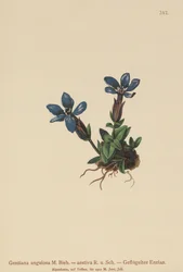 Forårs-Ensian (Gentiana verna, Gentiana angulosa, Gentiana aestiva)